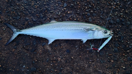 ハマチの釣果