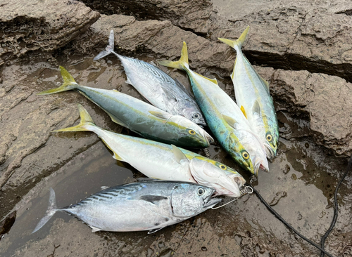 ハマチの釣果