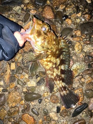 カサゴの釣果