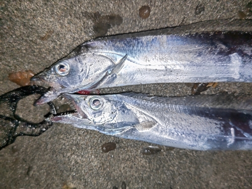 タチウオの釣果