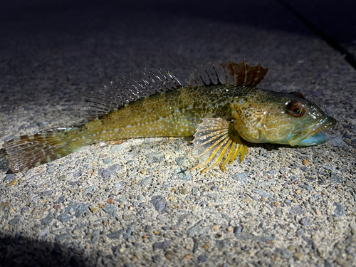 アナハゼの釣果