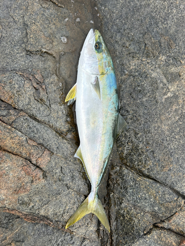 ワカシの釣果