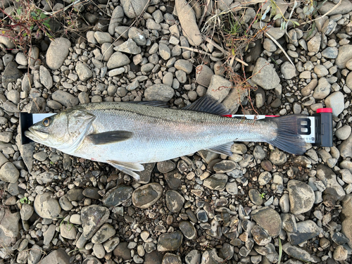 セイゴ（マルスズキ）の釣果