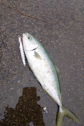 ツバイソの釣果