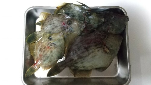 カワハギの釣果