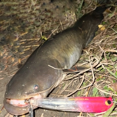 ナマズの釣果