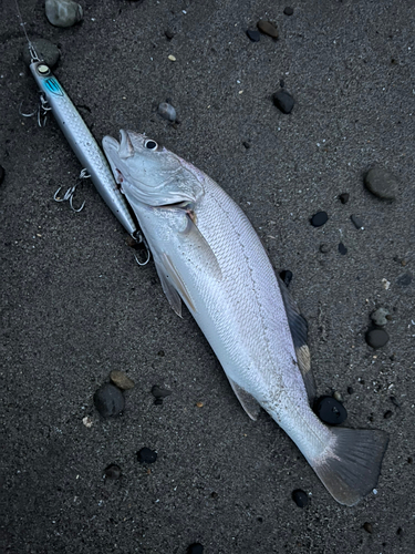 オオニベの釣果