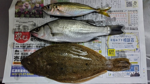 ソゲの釣果