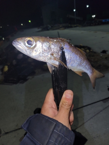 ムツの釣果