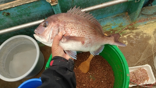 マダイの釣果