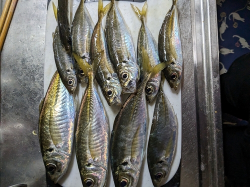 アジの釣果