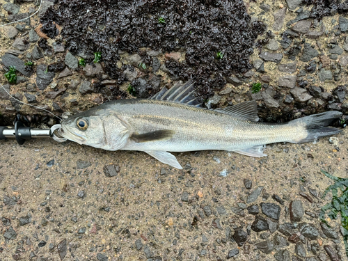 セイゴ（マルスズキ）の釣果