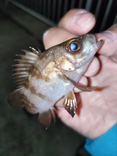 メバルの釣果