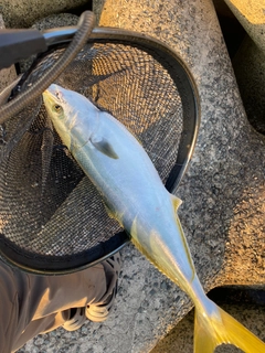 ブリの釣果