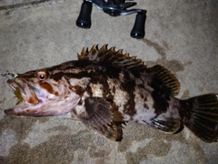 ベッコウゾイの釣果