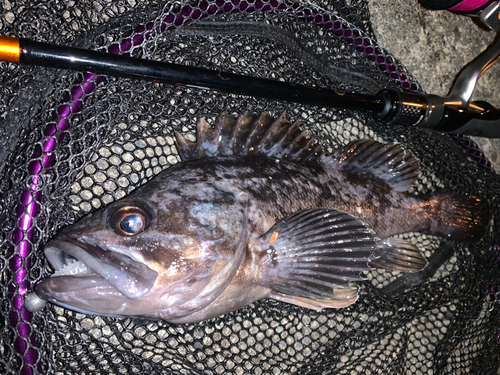 クロソイの釣果