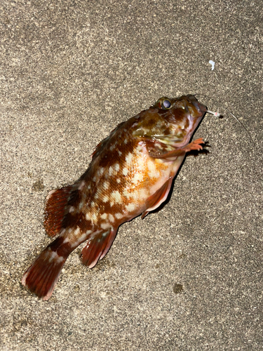 カサゴの釣果