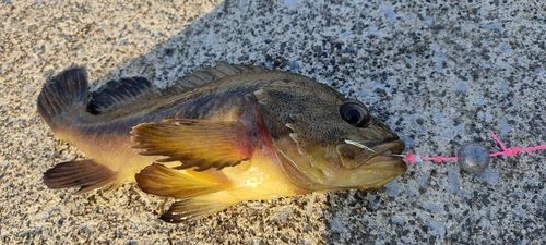 シマソイの釣果