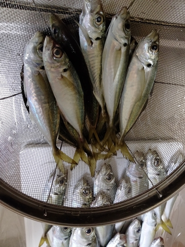 アジの釣果