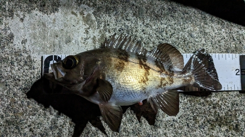 クロメバルの釣果