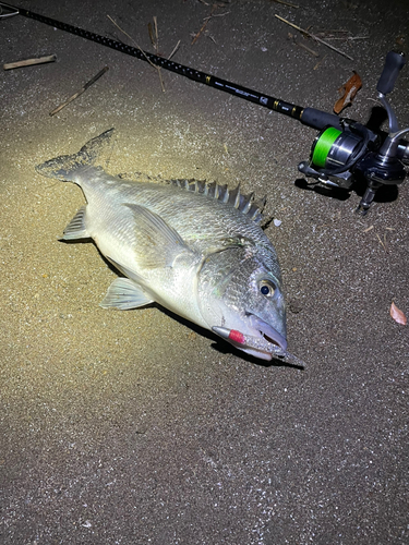 チヌの釣果