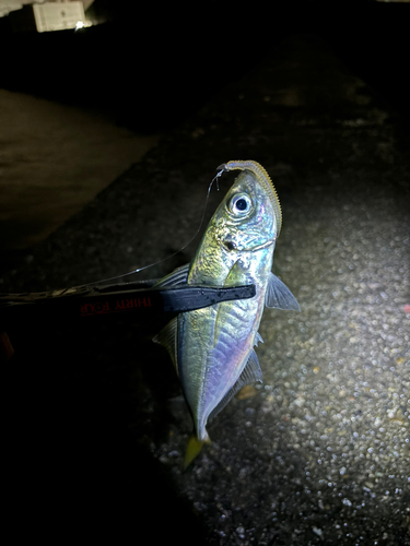 マアジの釣果