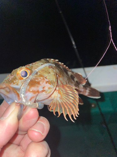 カサゴの釣果