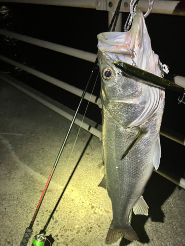 シーバスの釣果