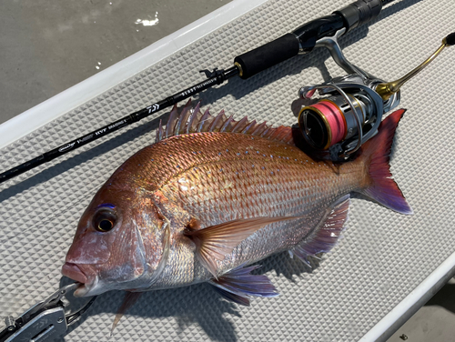 マダイの釣果