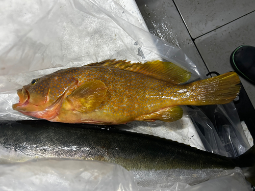 アコウの釣果