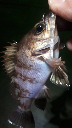 メバルの釣果