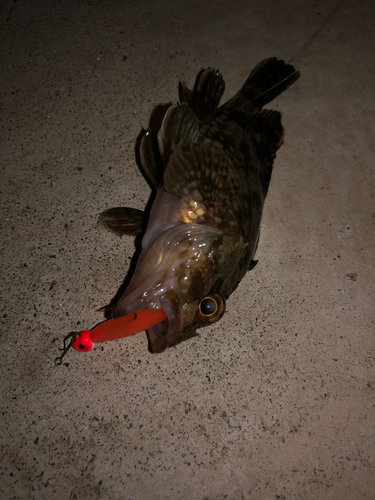 カサゴの釣果