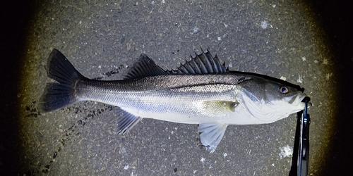 スズキの釣果