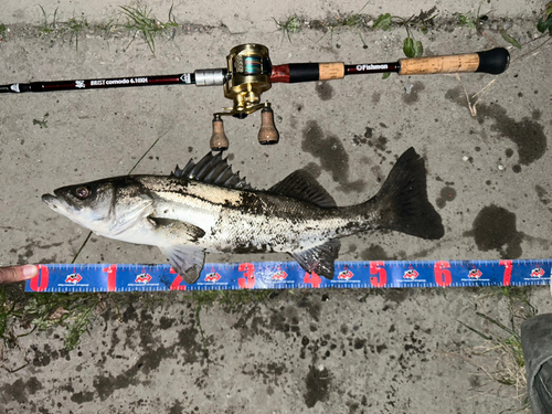 シーバスの釣果