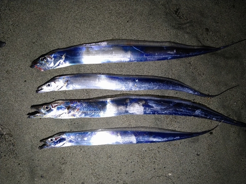 タチウオの釣果