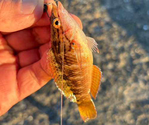 アカササノハベラの釣果