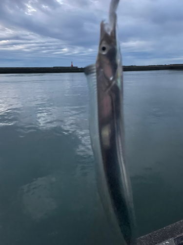 タチウオの釣果