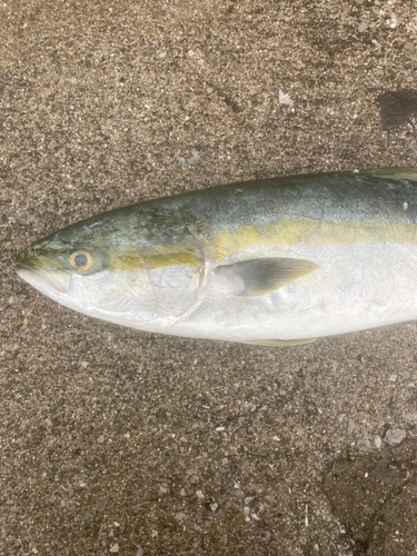 ヤズの釣果