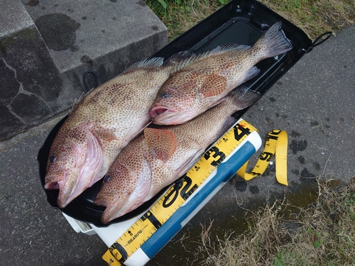 オオモンハタの釣果