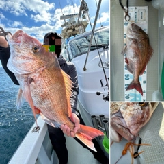 マダイの釣果