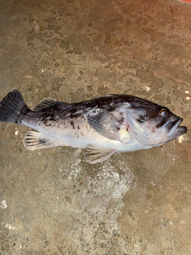 クロソイの釣果