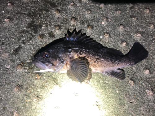 クロソイの釣果