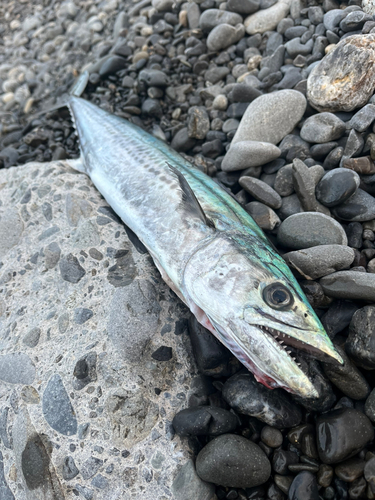 サゴシの釣果