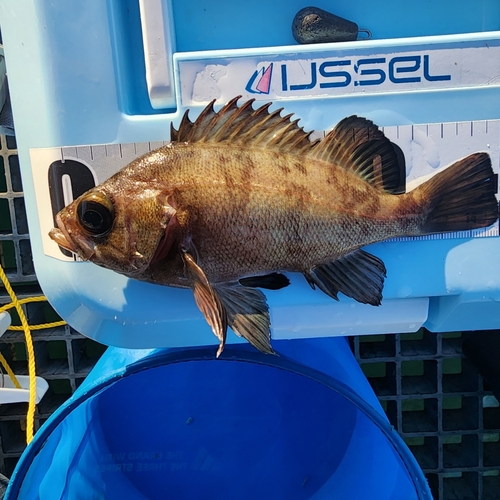 メバルの釣果