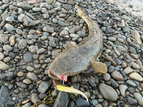 マゴチの釣果