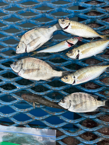 チヌの釣果