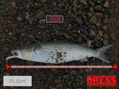 ボラの釣果