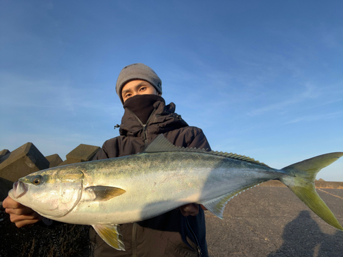 ハマチの釣果