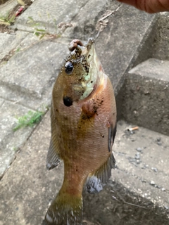 ブルーギルの釣果
