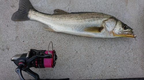 セイゴ（マルスズキ）の釣果